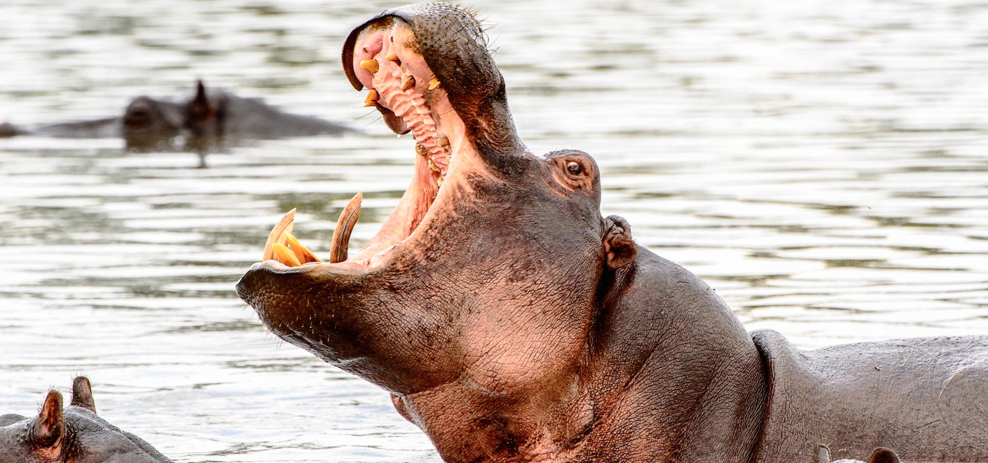 Botswana Reise in das Okavango Delta: Nilpferd mit offenem Maul