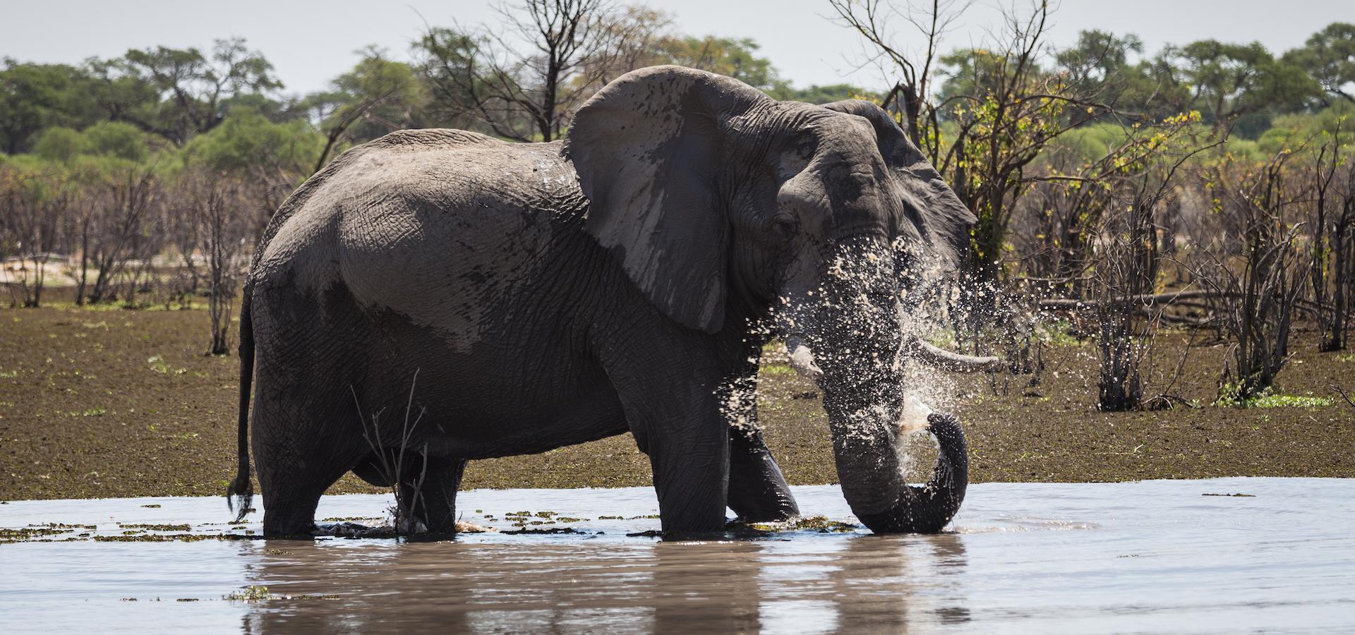 Elefanten Bulle beim Wasserspiel im Okavango Delta während einer Botswana Reise