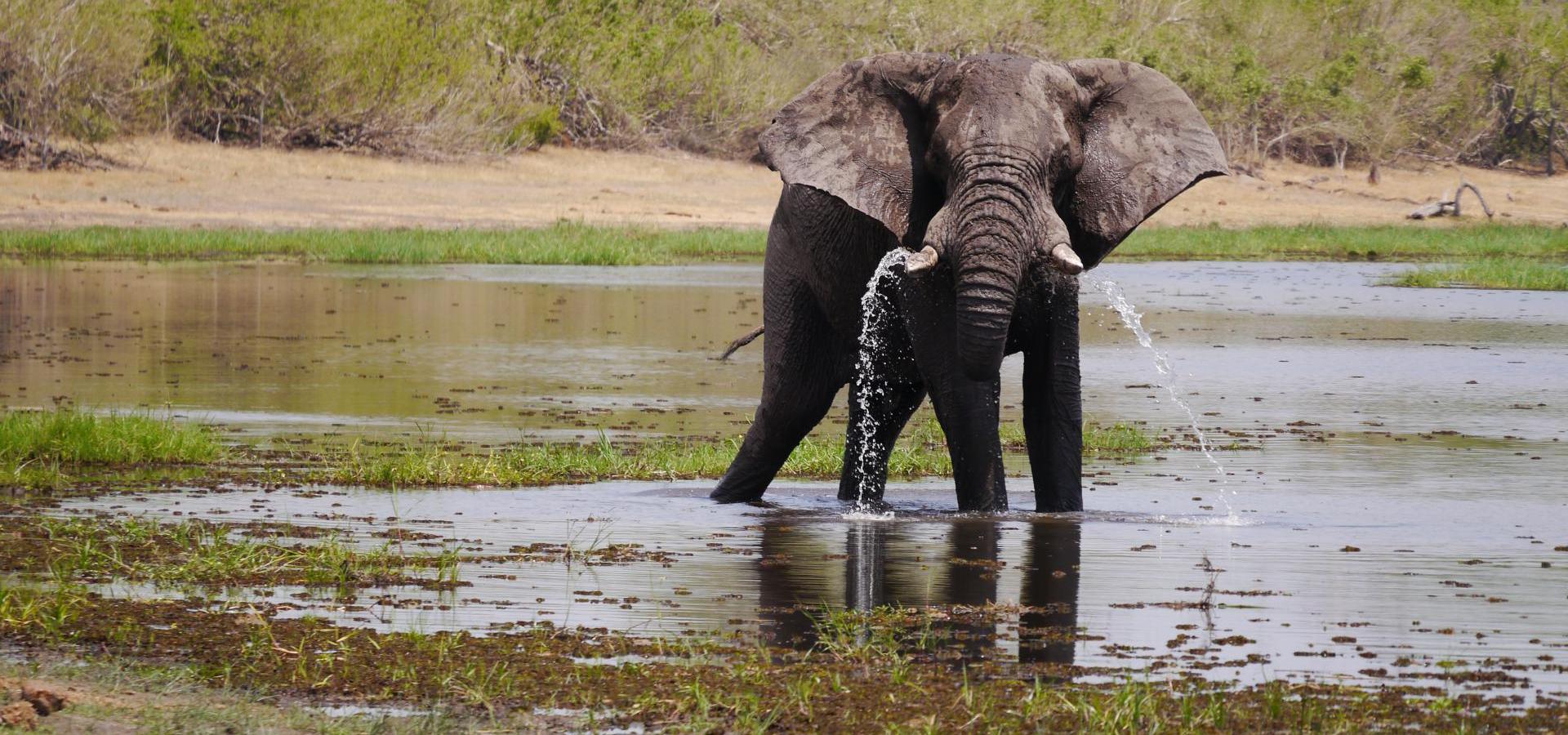 Elefant - Botswana Reisen & Urlaub