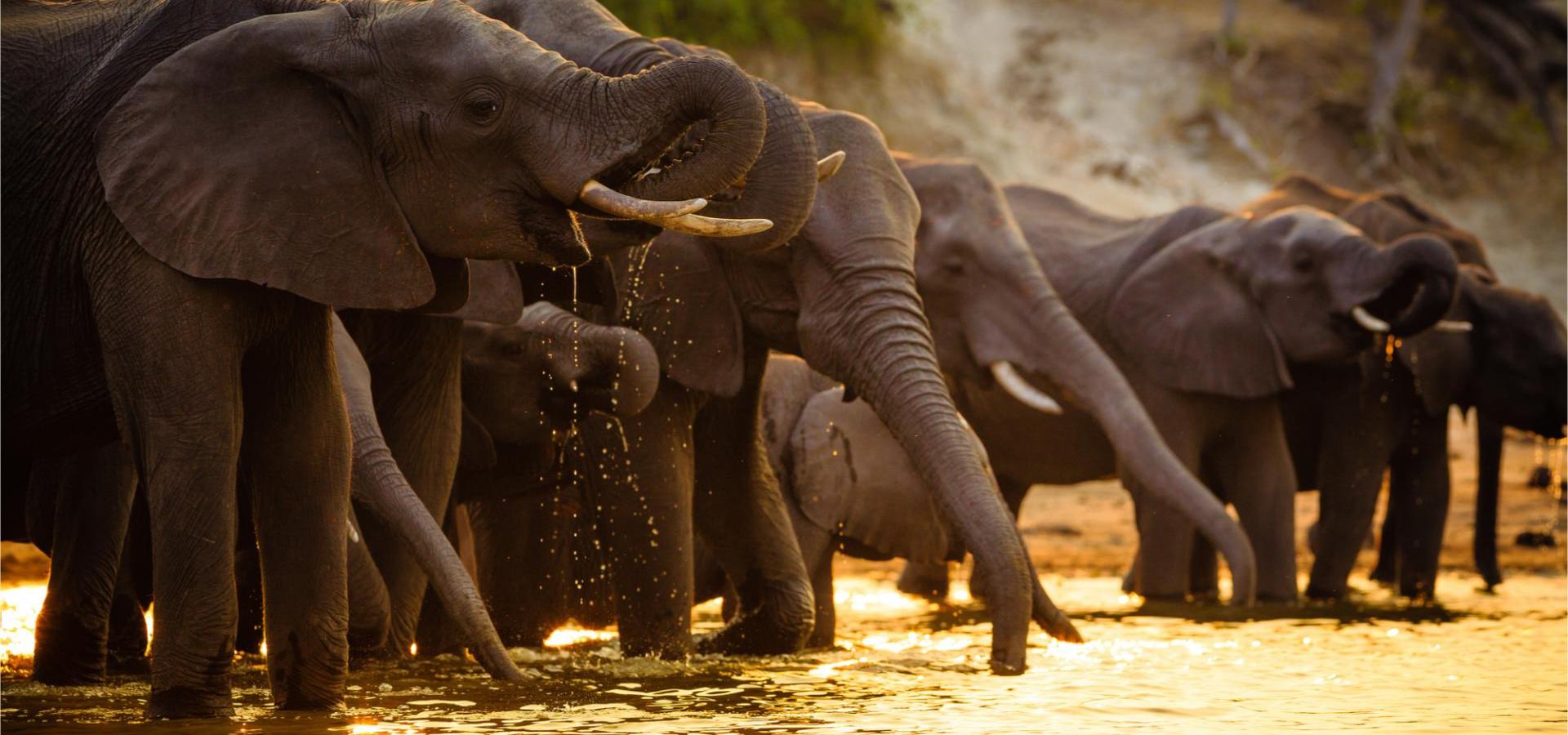 Elefanten im Chobe Nationalpark an einem Wasserloch bei Sonnenuntergang