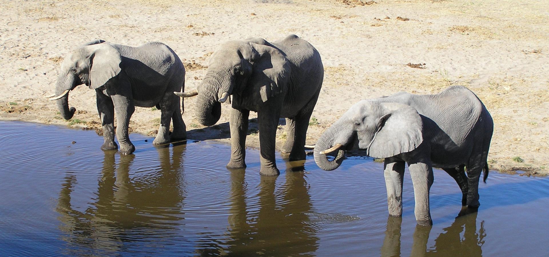 Von Ihrer Lodge an der Grenze des Makgadikgadi National Parks können Sie Wildtiere am Boteti Fluss beobachten