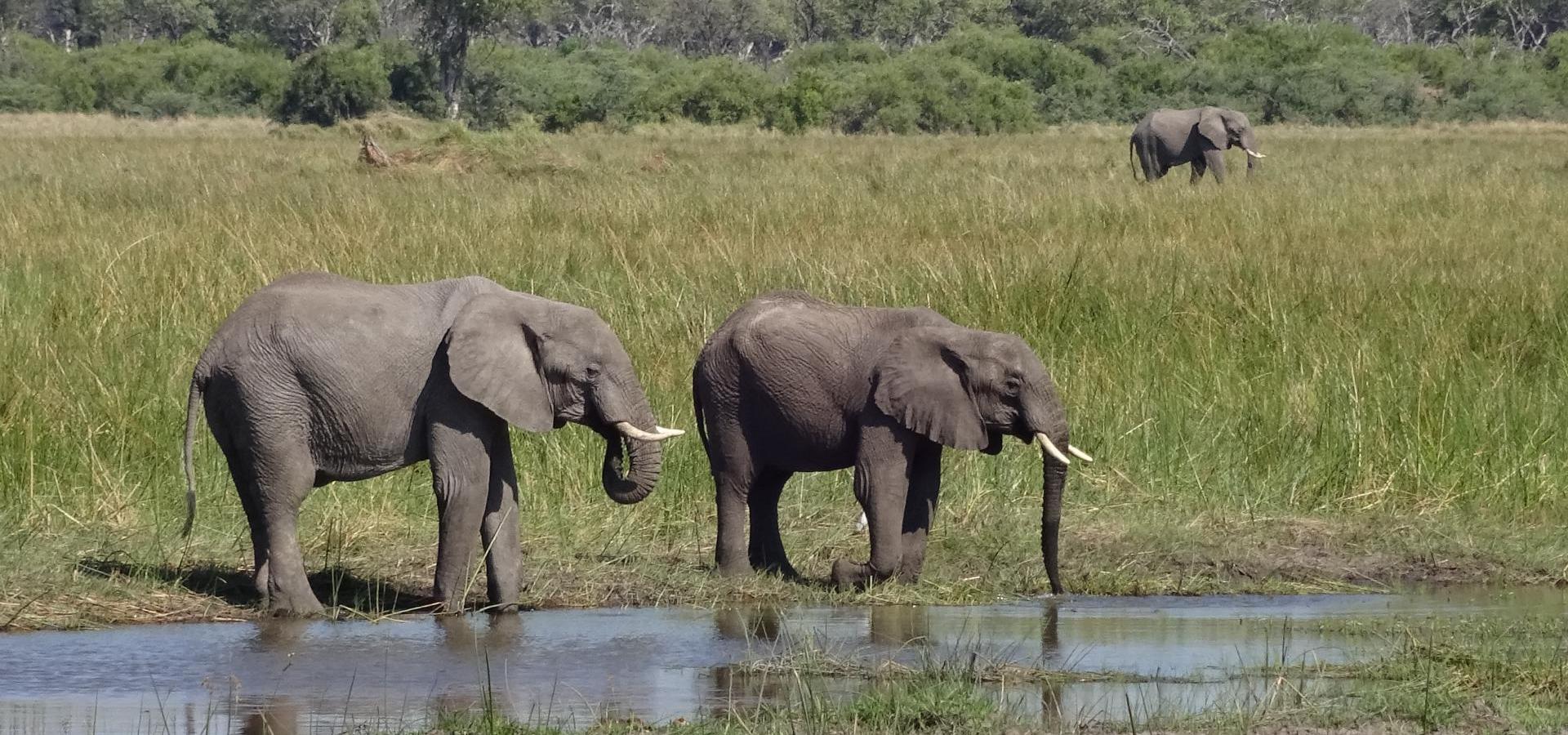 Machen Sie aufregende Tierbeobachtungen im facettenreichen Naturparadies des Okavango Deltas in Botswana