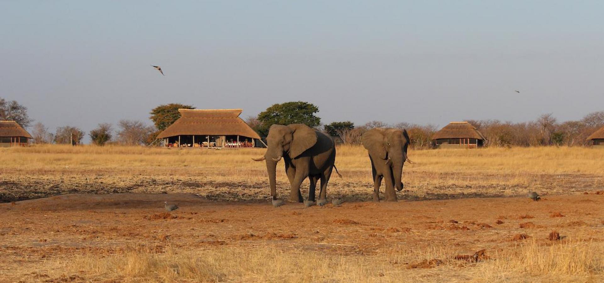 Camp Hwange - Elefanten vor dem Camp