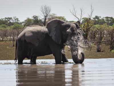 Elefantenbulle im Wasser beim spielen