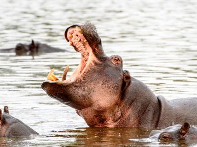 Nilpferd mit offenenem Maul im Okavango Delta