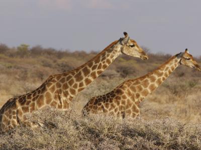 Der Etoscha National Park ist das größte Naturschutzgebiet Namibias und beherbergt eine atemberaubende Tierwelt