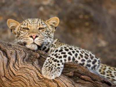 Leopard im Timbavati Private Game Reserve