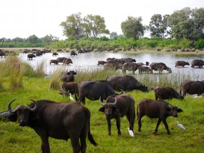 An den Überschwemmungsgebieten des Okavango Flusses in Botswana lassen sich mit etwas Glück riesige Büffelherden beobachten