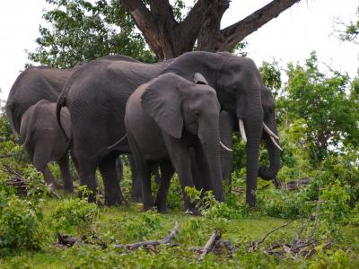 Der Chobe National Park in Botswana ist bekannt für seine riesigen Elefantenherden
