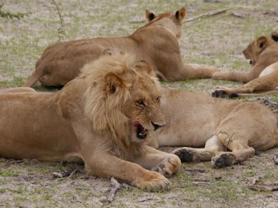 Machen Sie sich auf die Suche der "Big 5" - Löwe, Elefant, Leopard, Büffel und Nashorn - in den artenreichen Wildreservaten Botswanas