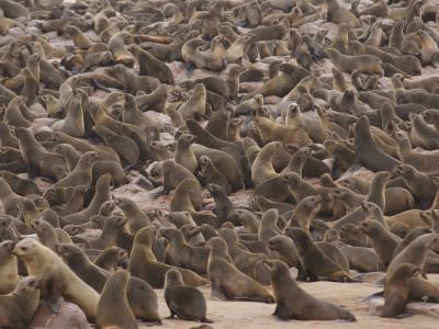 Machen Sie auf dem Weg von Swakopmund ins Damaraland einen Abstecher zu einer der größten Robbenkolonien Afrikas