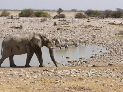 Im Etoscha National Park in Namibia gibt es viele Wasserlöcher, an denen sich häufig eine Vielzahl an Wildtieren beobachten lassen