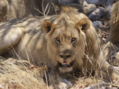 Im Etoscha Natinal Park in Namibia können Sie mit etwas Glück die "Big 5" - Leopard, Büffel, Nashorn, Elefant und Löwe - ausfindig machen