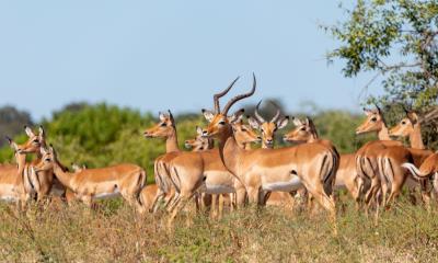 Anthilopen im Gebiet Nogatsaa-Tchinga im Chobe Nationalpark Botswana