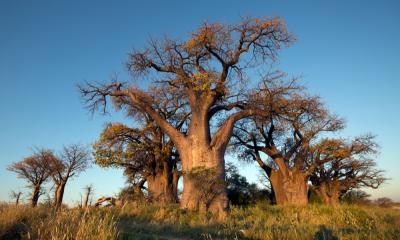 Baines Baobab Nxai Pan Botswana