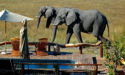 Lodge in Botswana im Okavango Delta: Elefanten laufen entlang des Pools