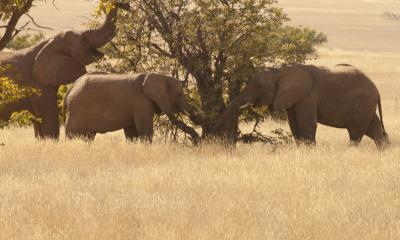 Elefanten Central Kalahari