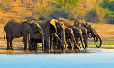 Elefanten Herde im Chobe Nationalpark