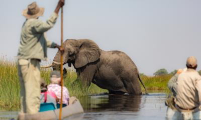 Fahrt im Mokoro durch das Okavango Delta: Elefanten voraus