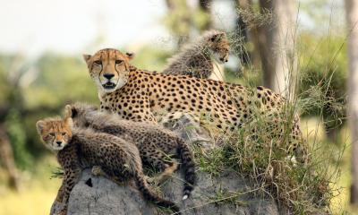 Geparden Mutter mit ihren Jungen auf Chiefs Island in Botswana