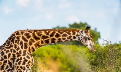 Giraffe beim fressen im Moremi Game Reserve