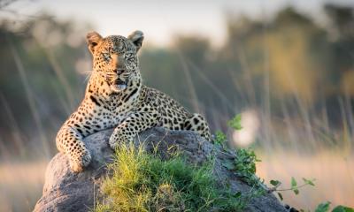 Leopard auf einem Termitenhügel im Okavango Delta