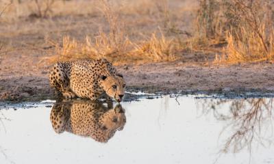 Leopard beim trinken am Wasserloch im Central Kalahari Game Reserve