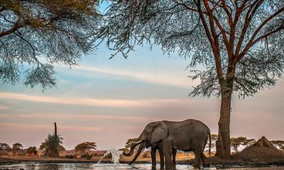 Elefant beim trinken in den Linyanti Sümpfe im Chobe Nationalpark