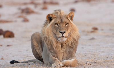 Männlicher Löwe im Nxai Pan Nationalpark Botswana