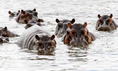 Nilpferde im UNESCO Weltnaturerbe Okavango Delta in Botswana