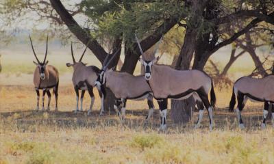Oryx Anthilopen im Central Kalahari Game Reserve