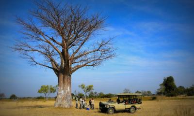 Reisegruppe unter einem Baum mit ihrem Safari Jeep im Okavango Delta