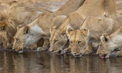 Löwen im Savuti beim trinken am Wasserloch