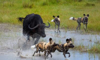 Wildhunde und Büffel jagen sich gegenseitig durch das Okavango Delta