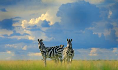 Zebra Nxai Pan Botswana