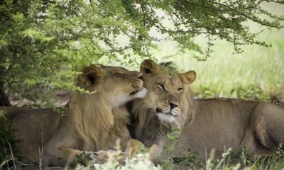 Zwei Löwen unter einem Baum im Moremi Game Reserve Botswana