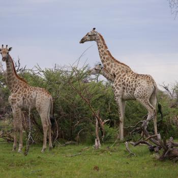 Mobile Zelt- und Lodge-Safari zu den Highlights Botswana