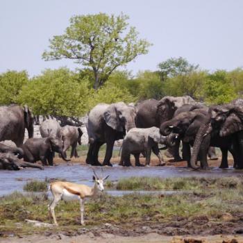22-tägige Kleingruppen-Lodge-Safari von Windhoek nach Victoria Falls durch Namibia, Simbabwe und Botswana